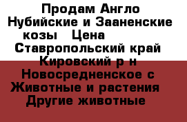 Продам Англо-Нубийские и Зааненские козы › Цена ­ 75 000 - Ставропольский край, Кировский р-н, Новосредненское с. Животные и растения » Другие животные   